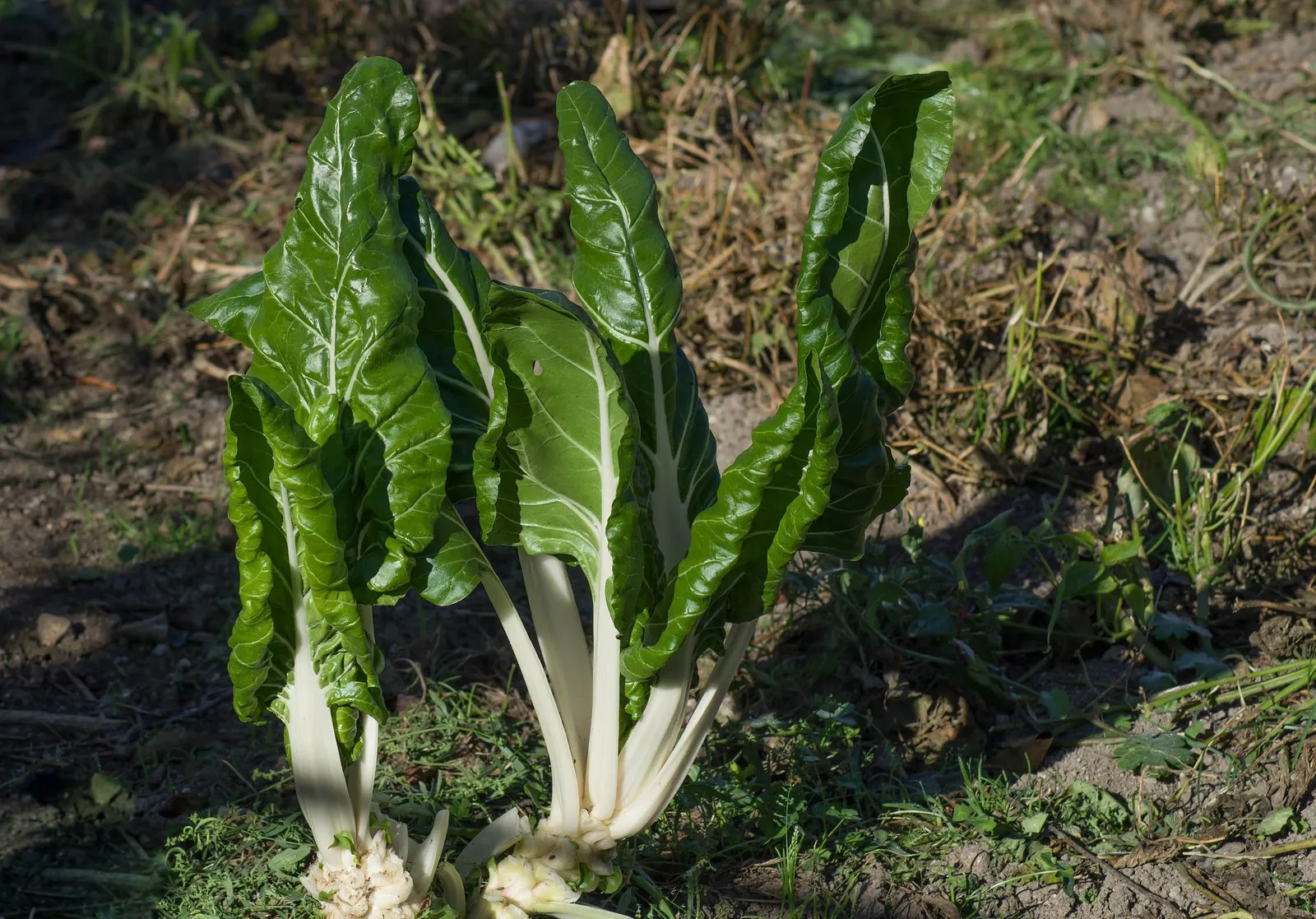 Chard image 3
