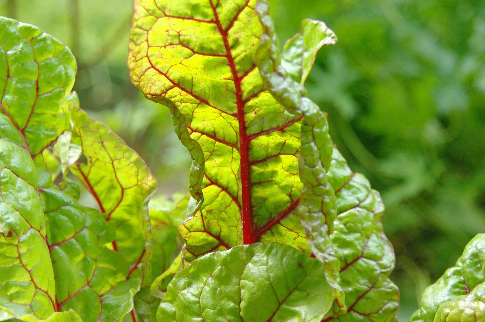 Chard image 4