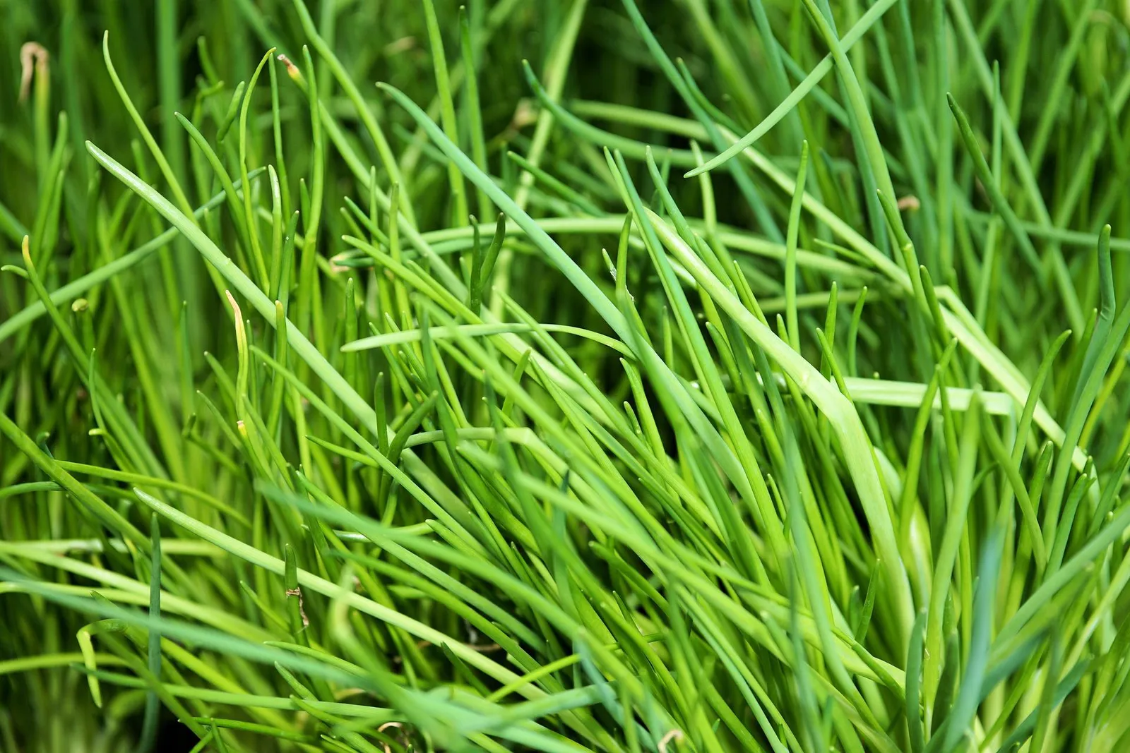 Chives image 3