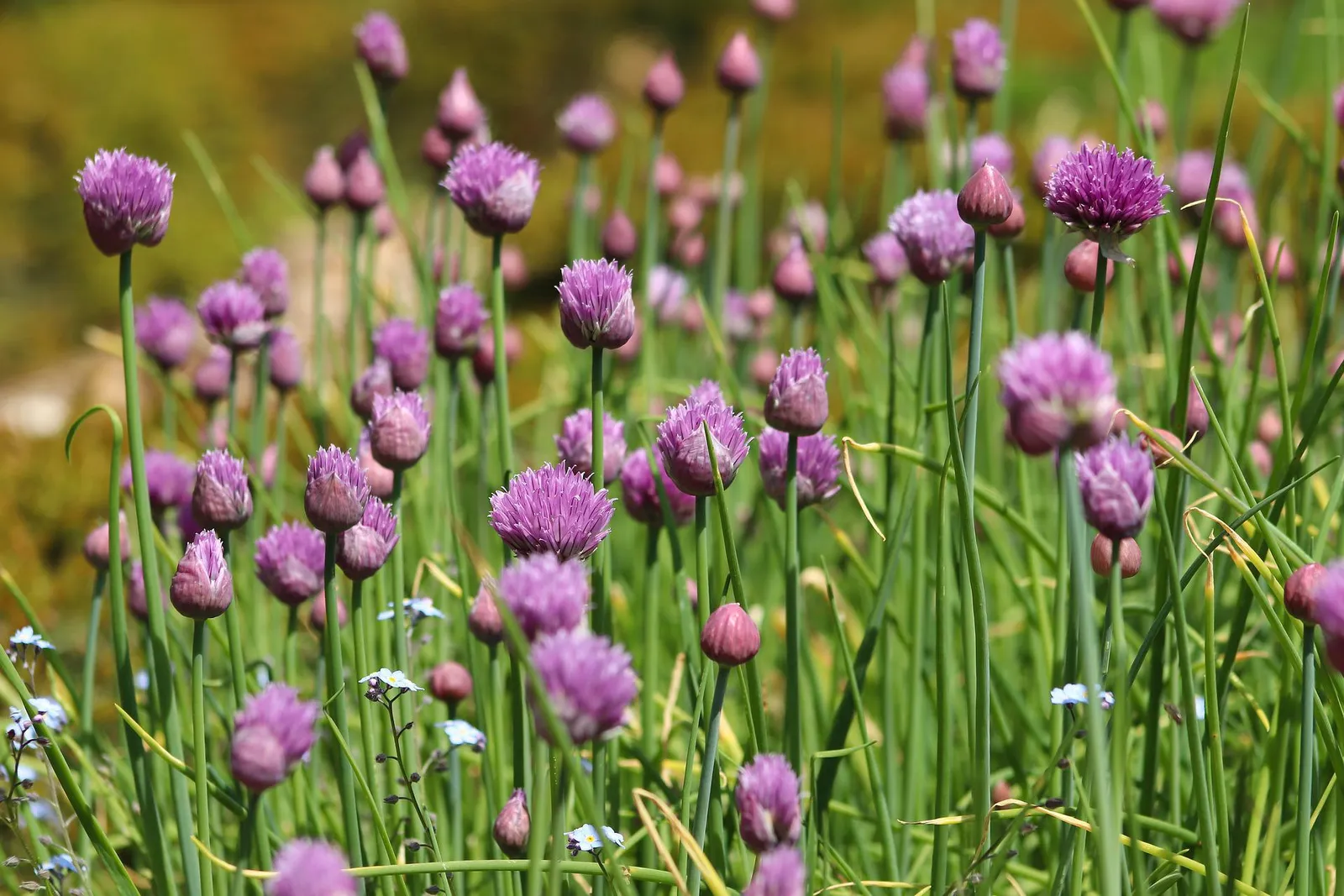 Chives image 4