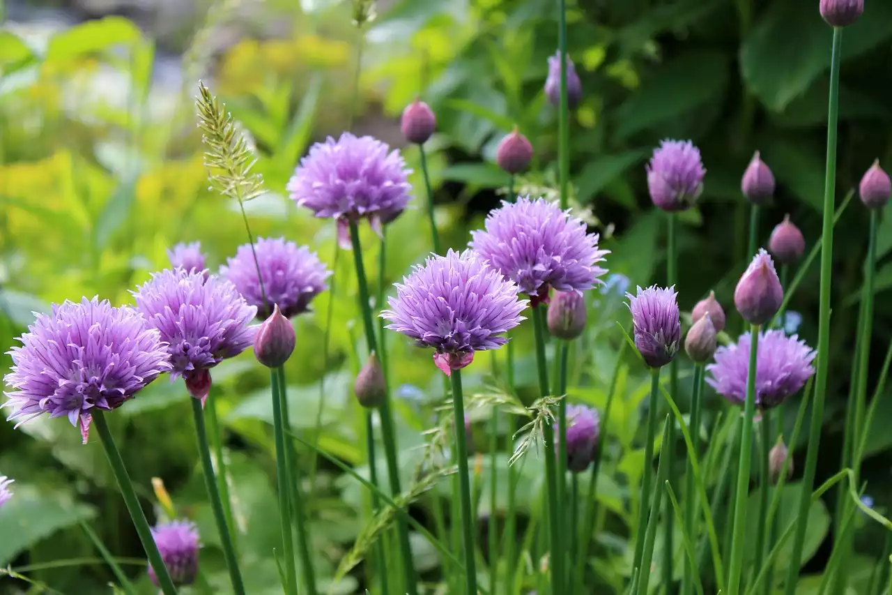 Chives image 1