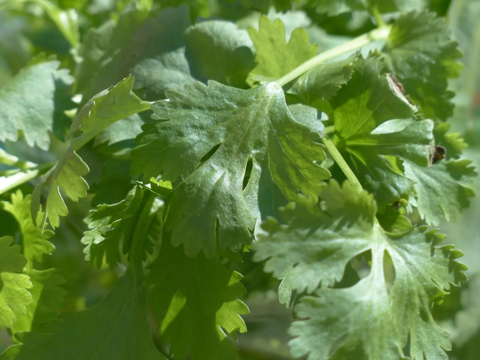 Cilantro image 2