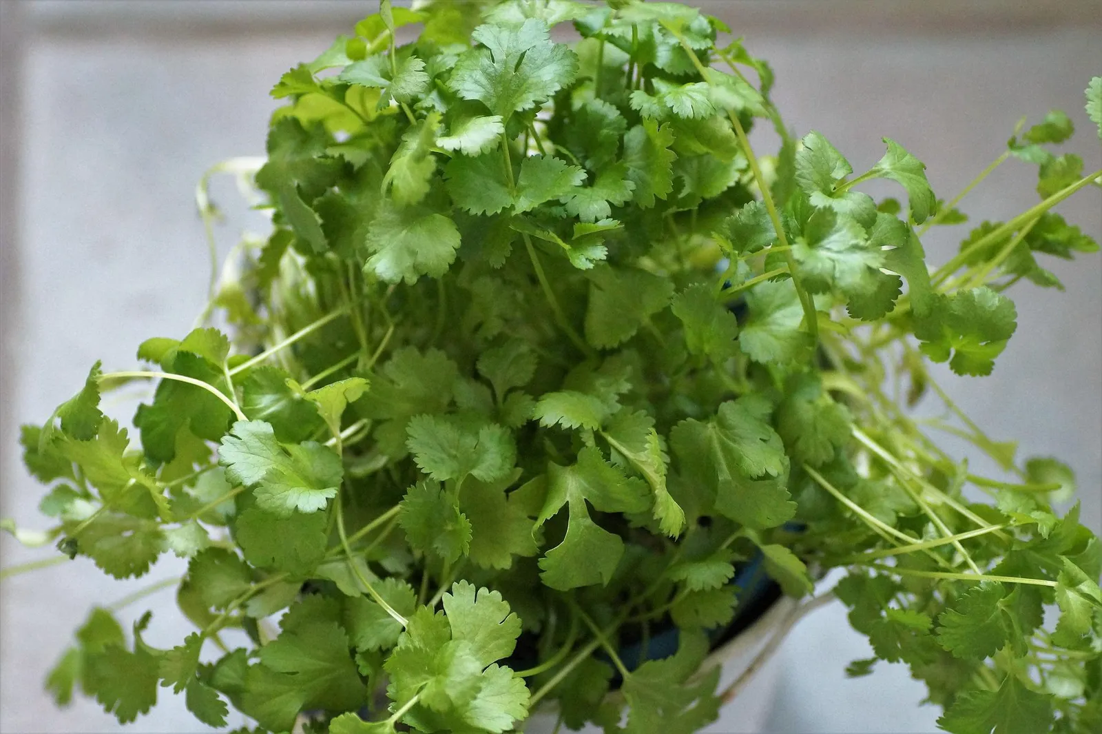 Cilantro image 3