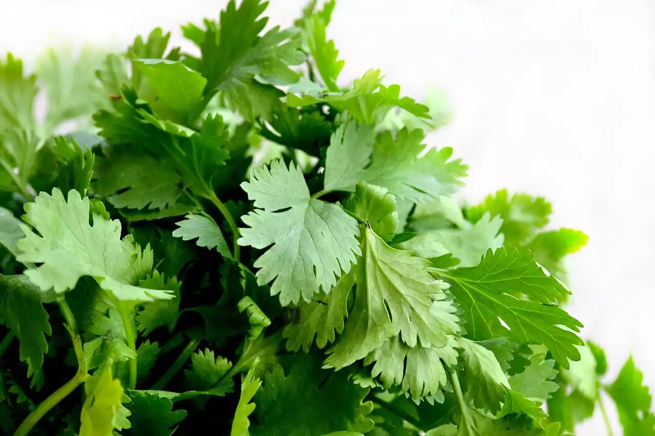 Cilantro image 1