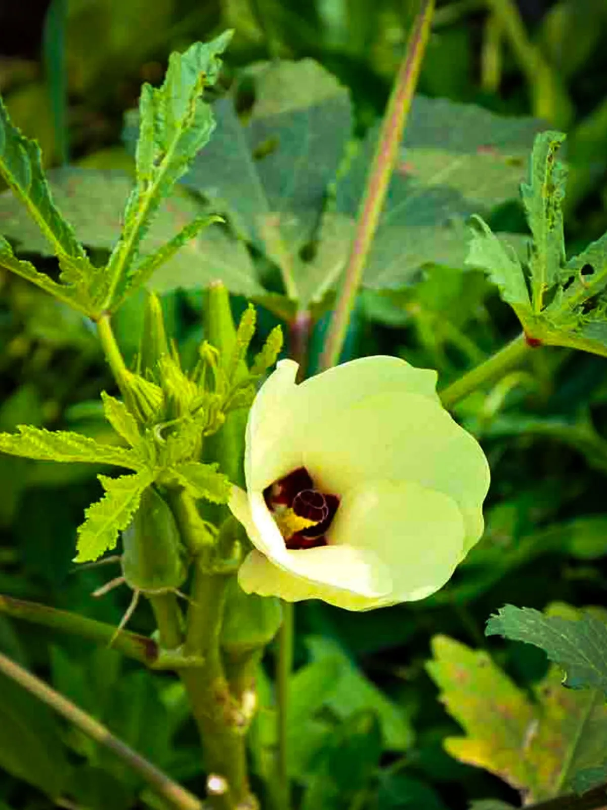 Clemson Spineless Okra