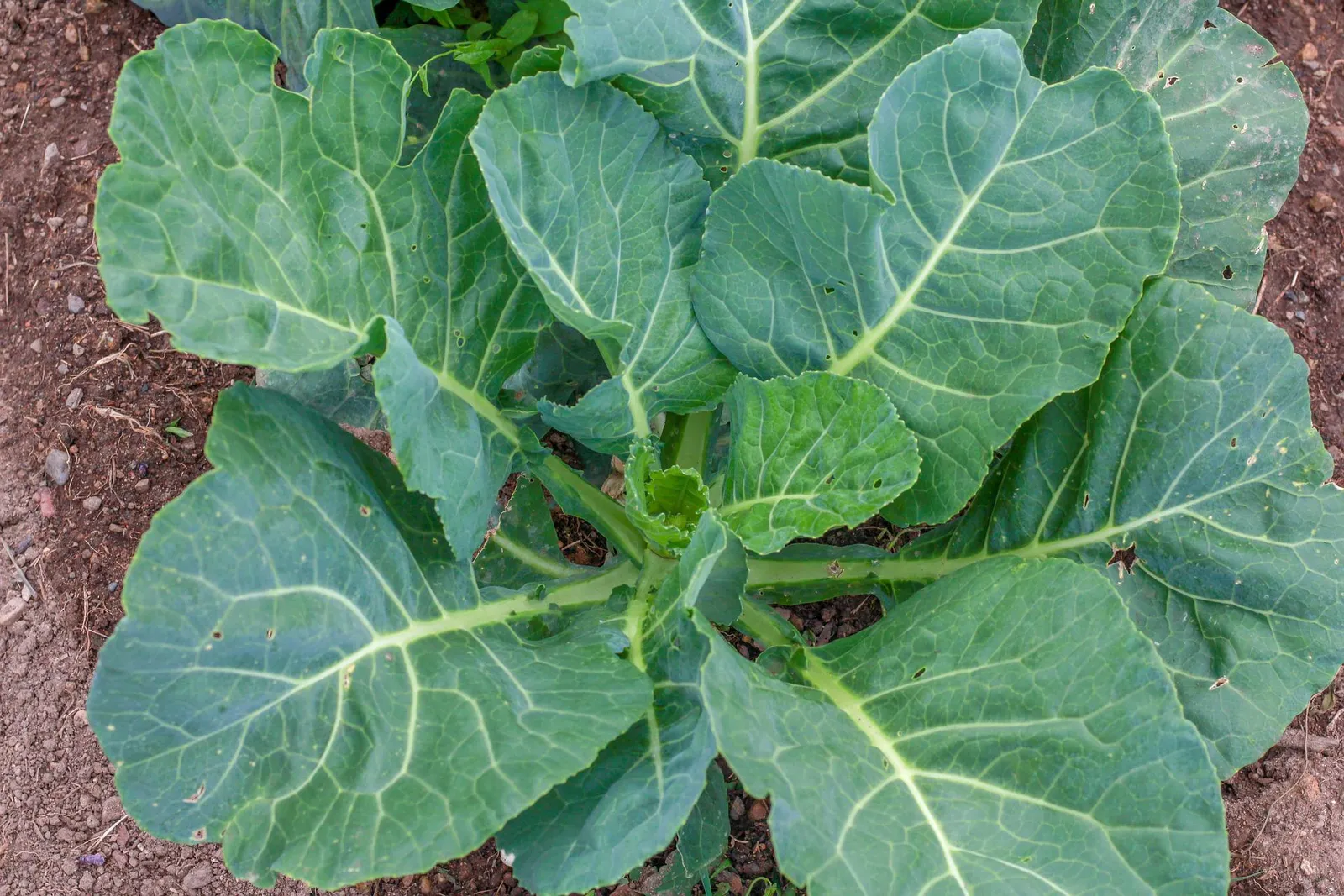Collards image 1
