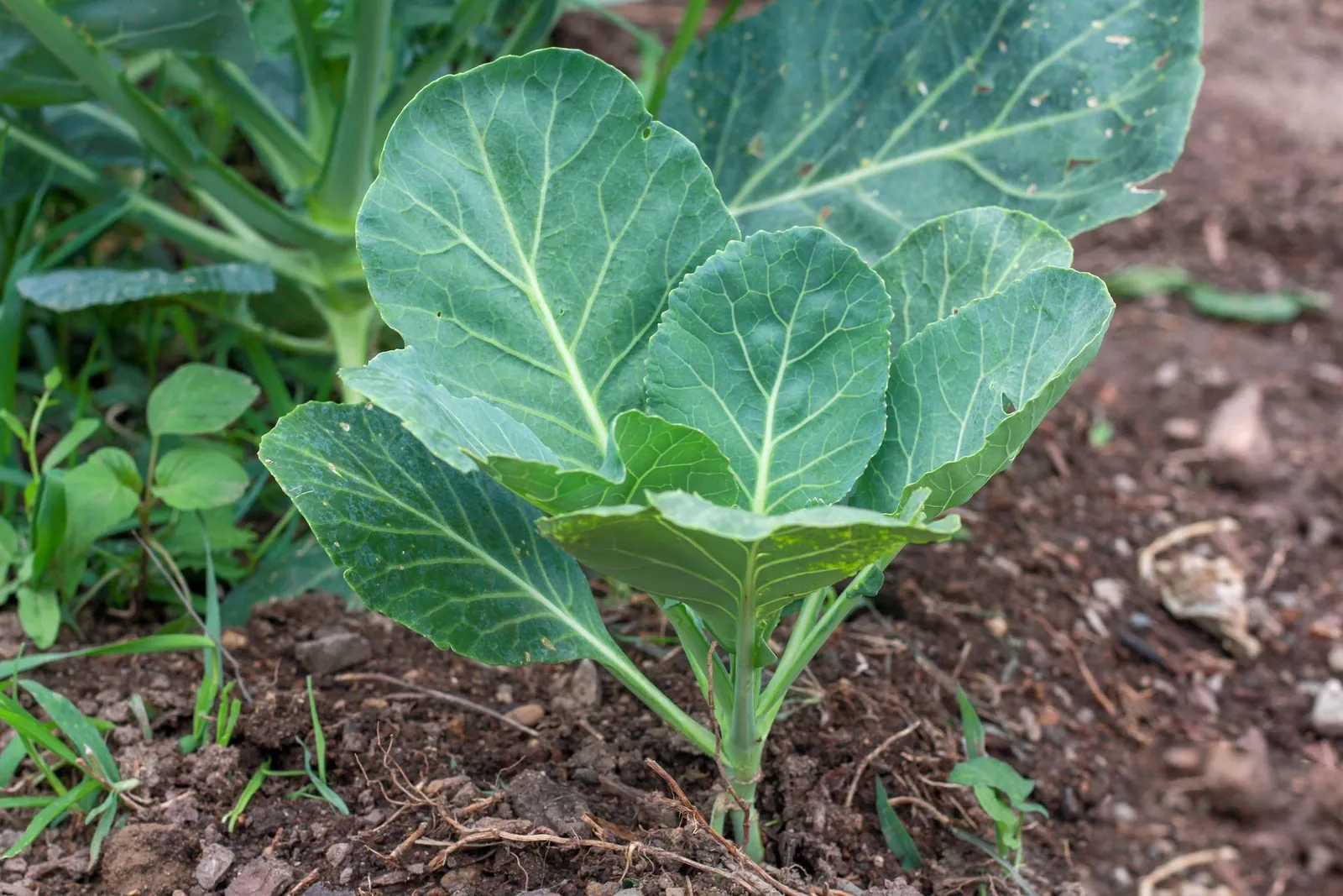 Collards image 2