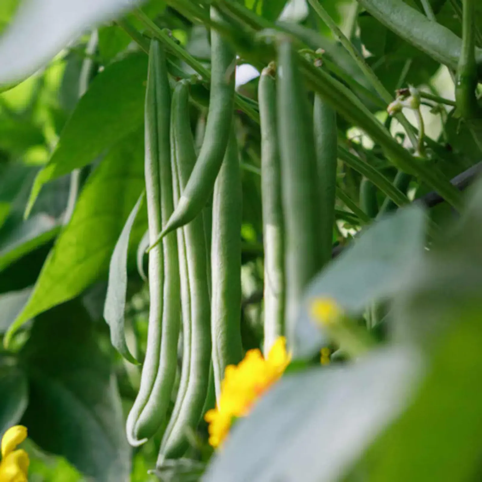 Contender, Bush Beans