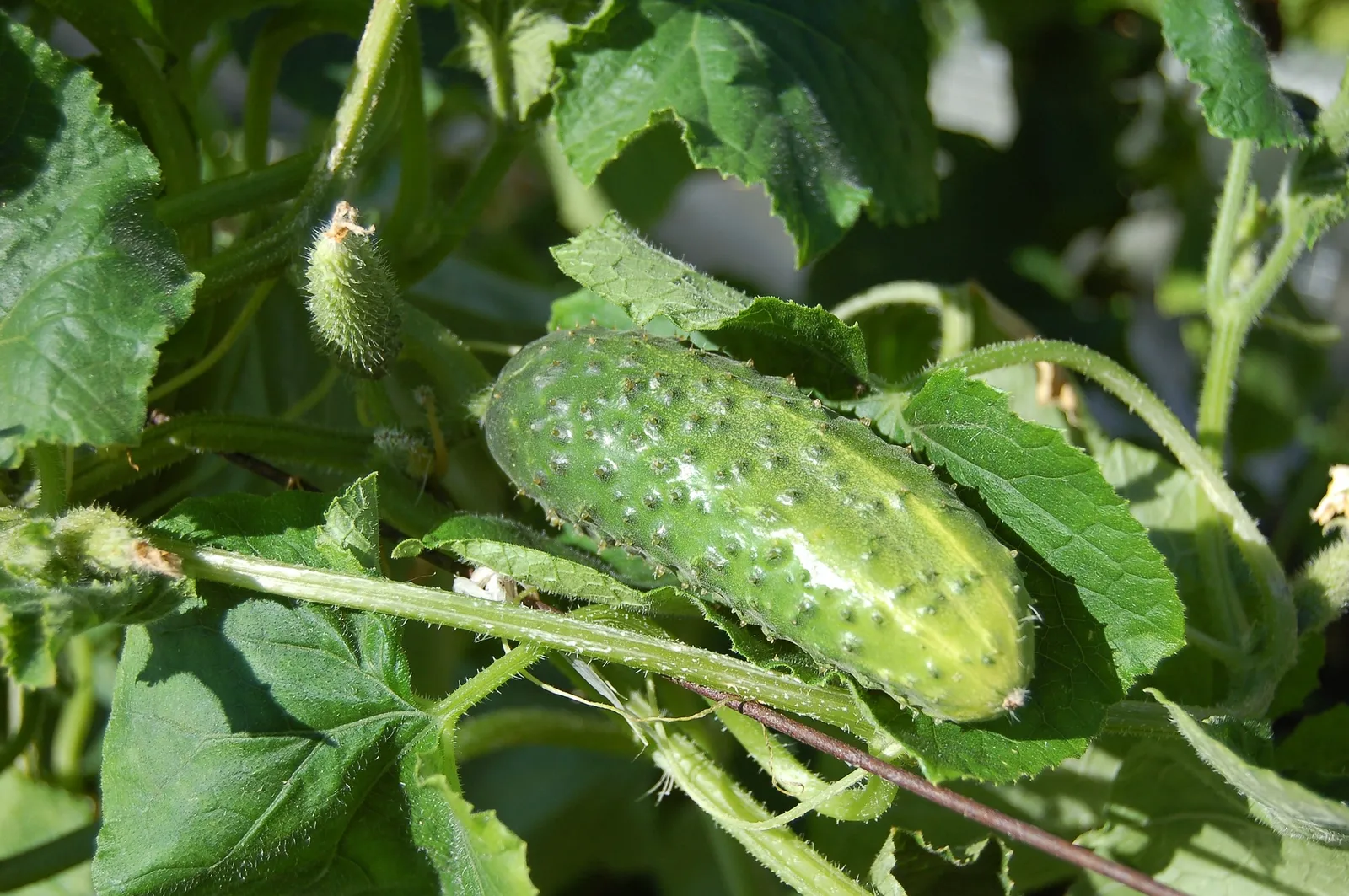 Cucumbers image 2