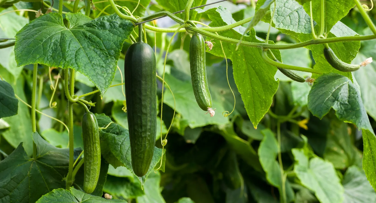 Cucumbers image 3