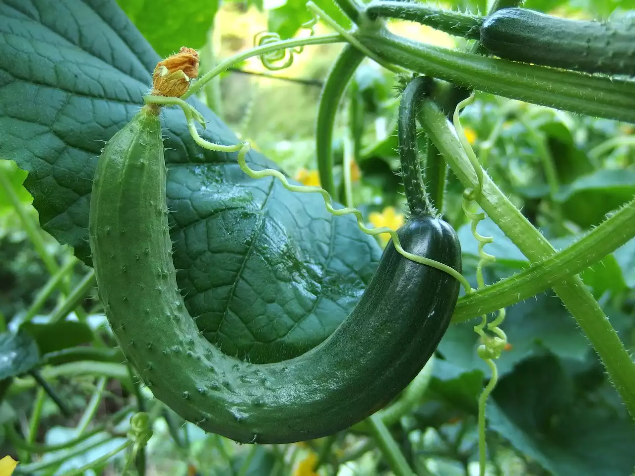 Cucumbers image 1