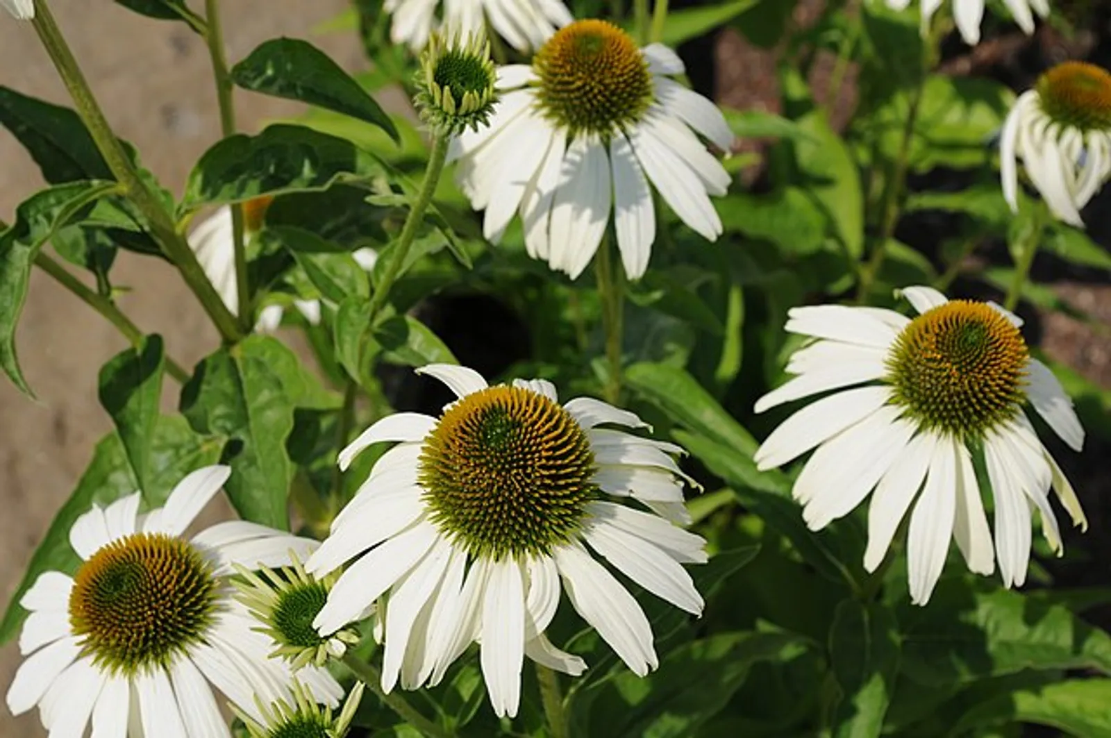 Echinacea image 3