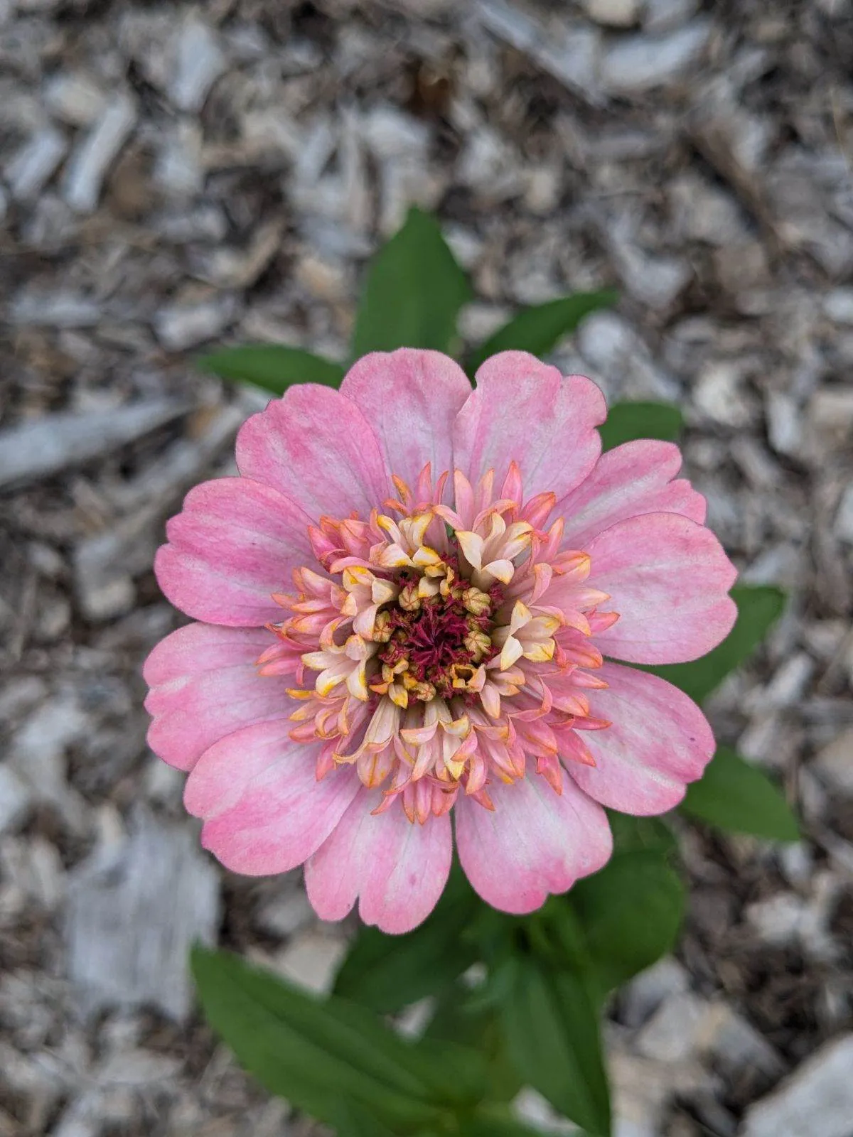 Zinnia image 5