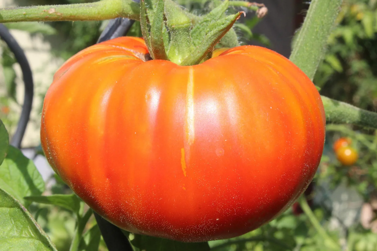 Beefsteak Tomato