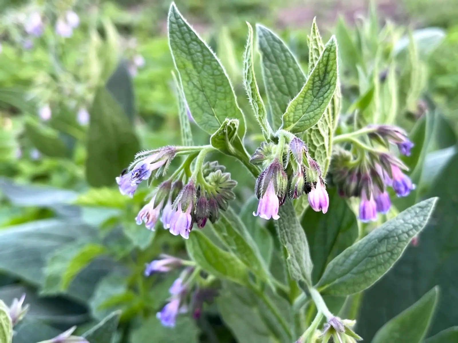 Comfrey image 1