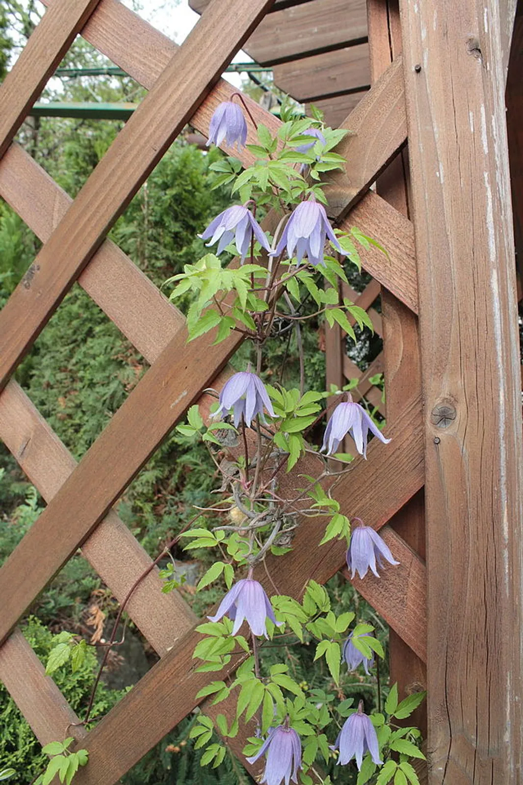 Clematis image 3