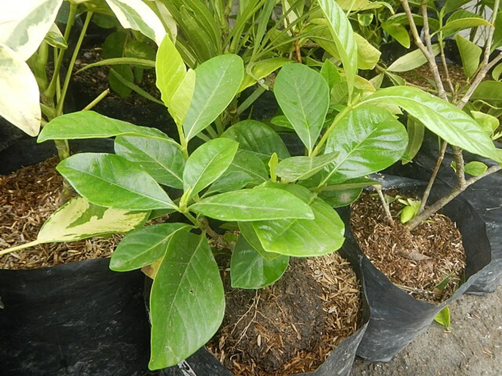 Gardenia image 3