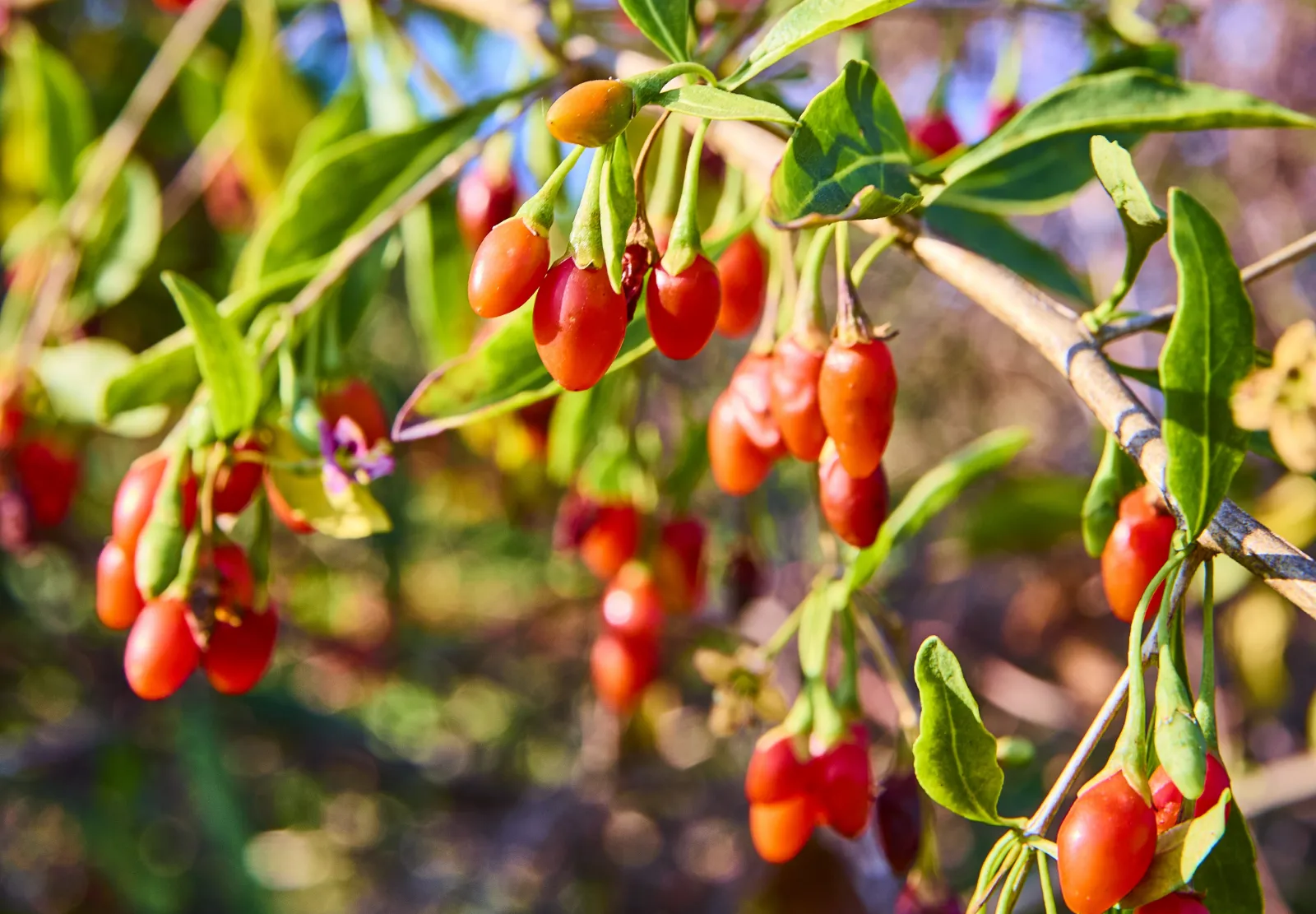 Goji Berries image 1