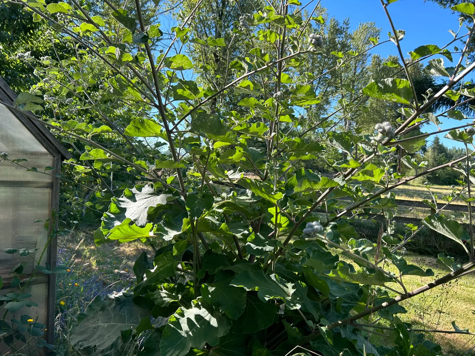 Burdock image 3