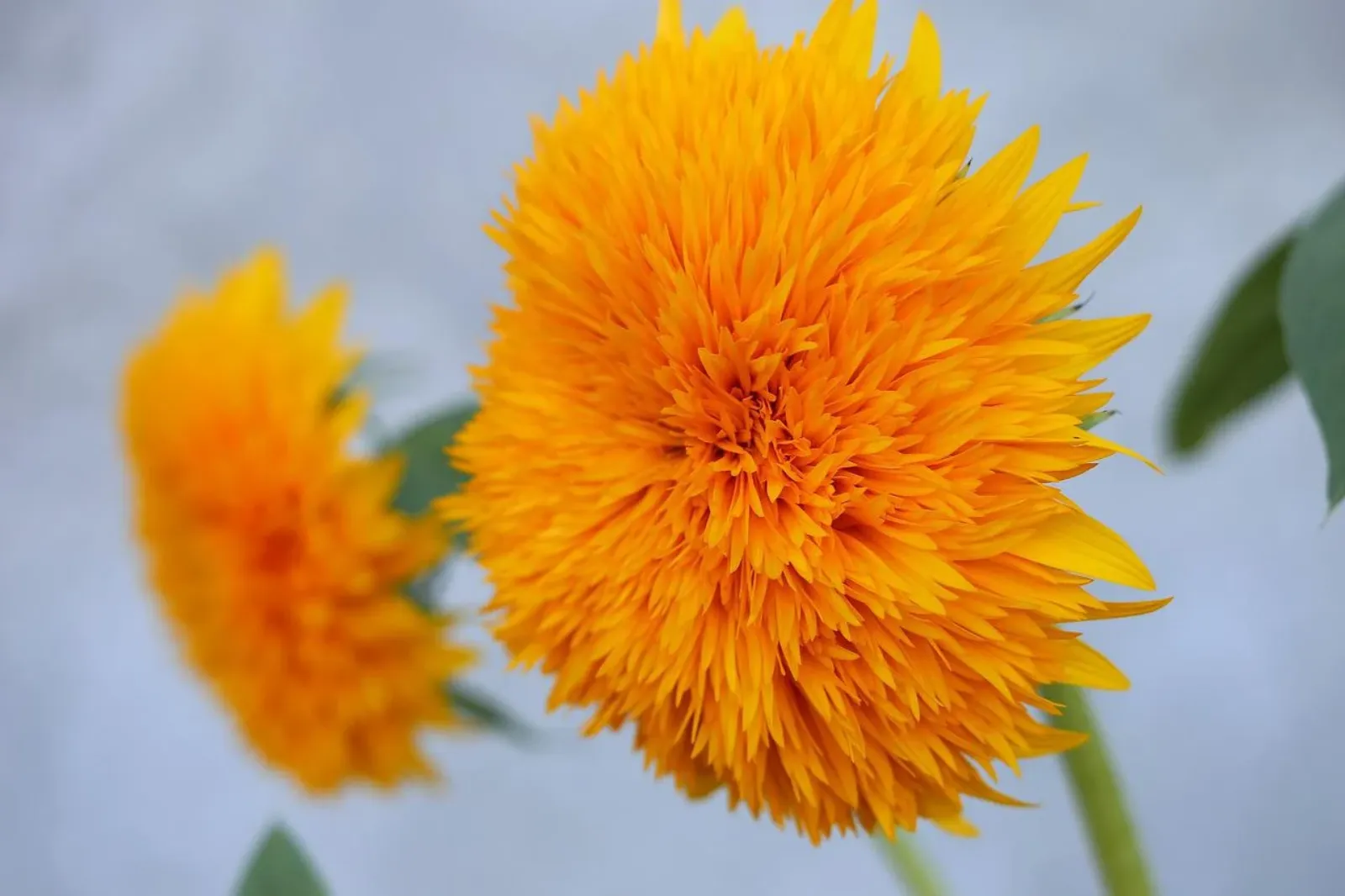 Teddy Bear Sunflower