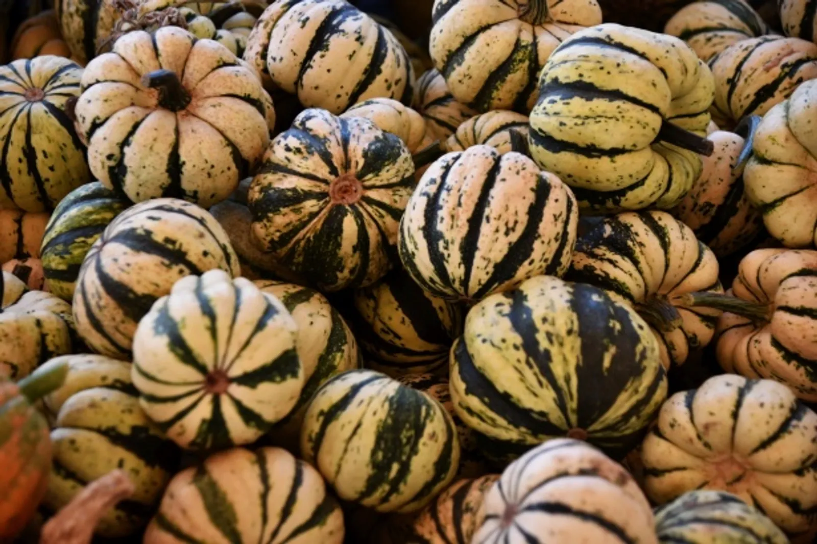 Winter, Dumpling Squash Squash