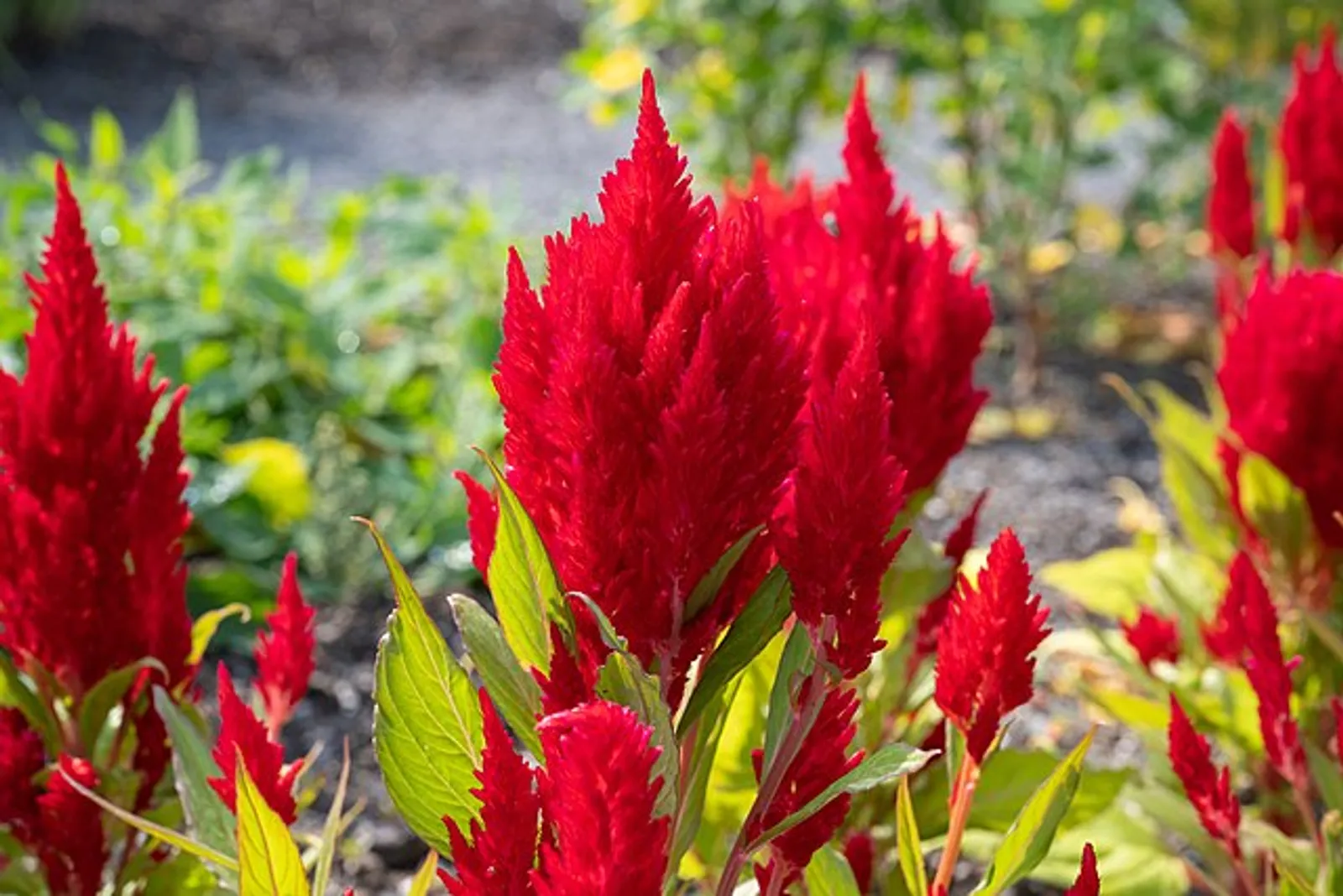 Celosia image 4