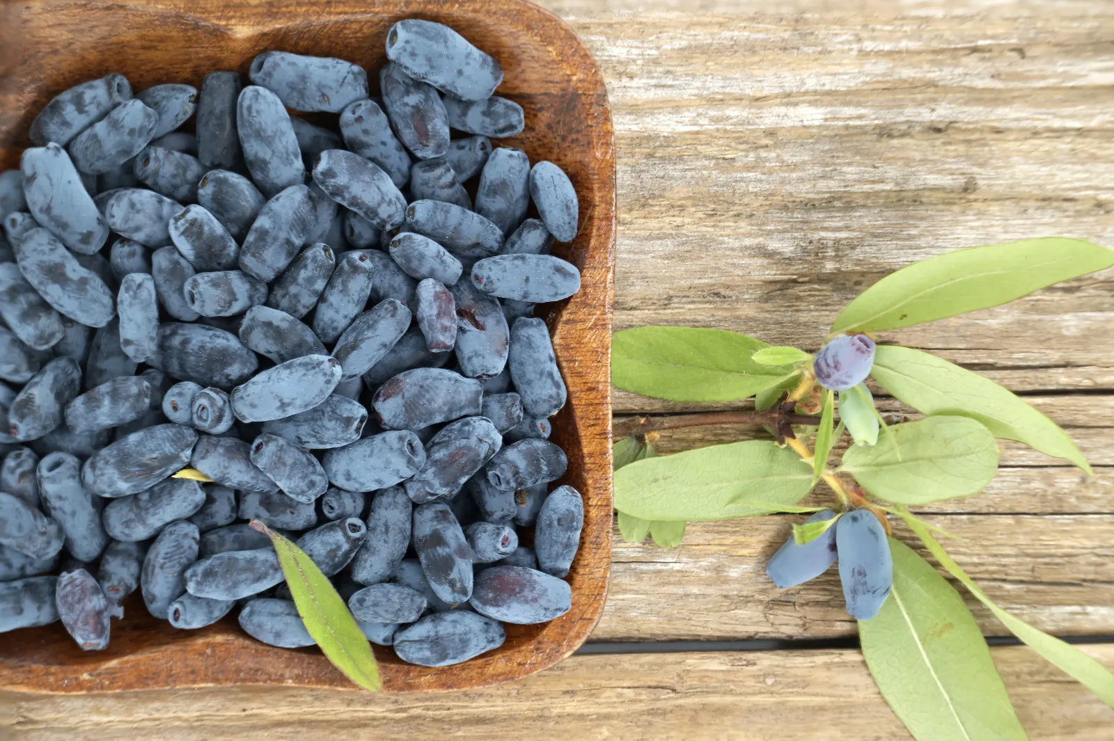 Honeyberries image 2