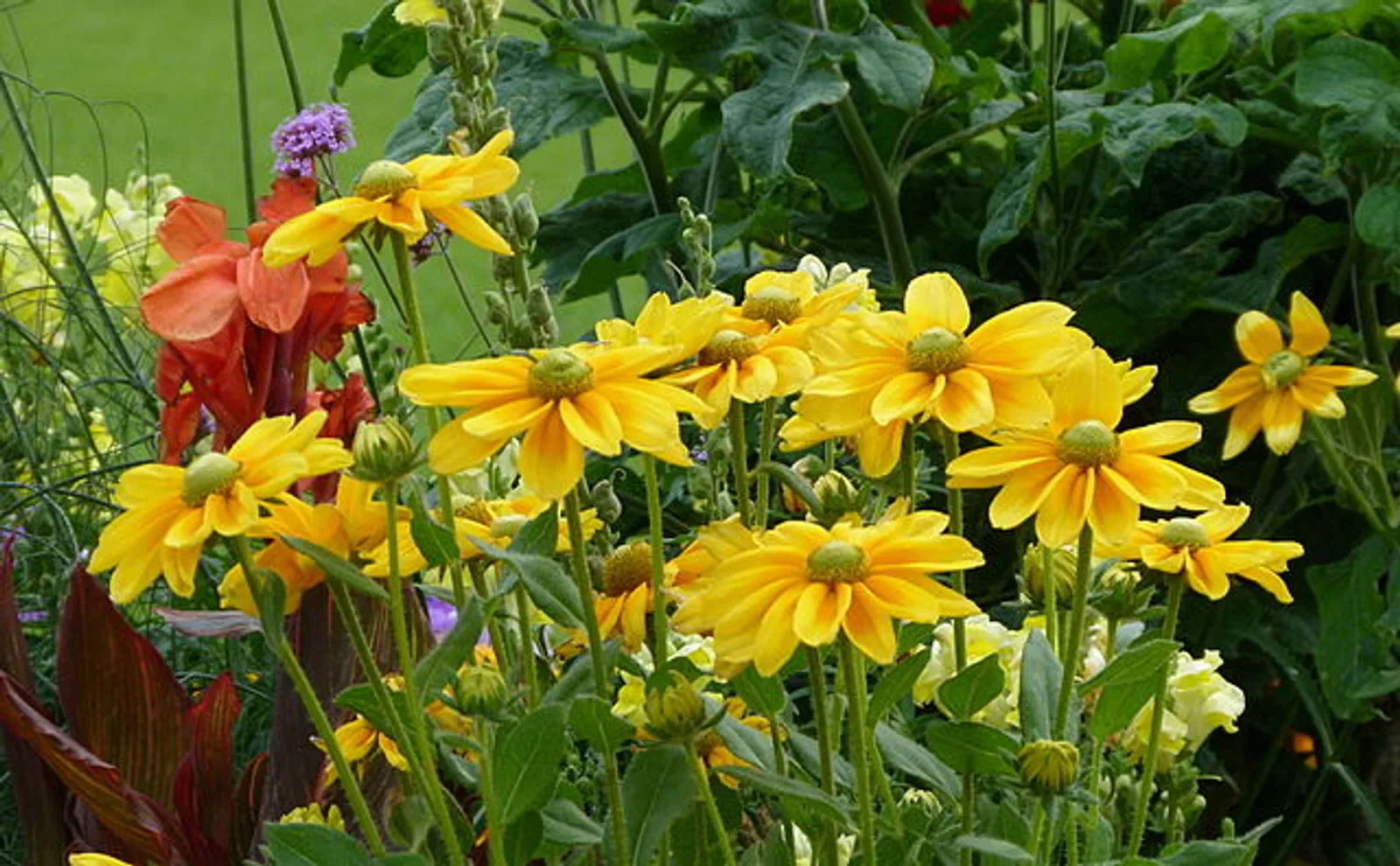 Black-Eyed Susan image 3