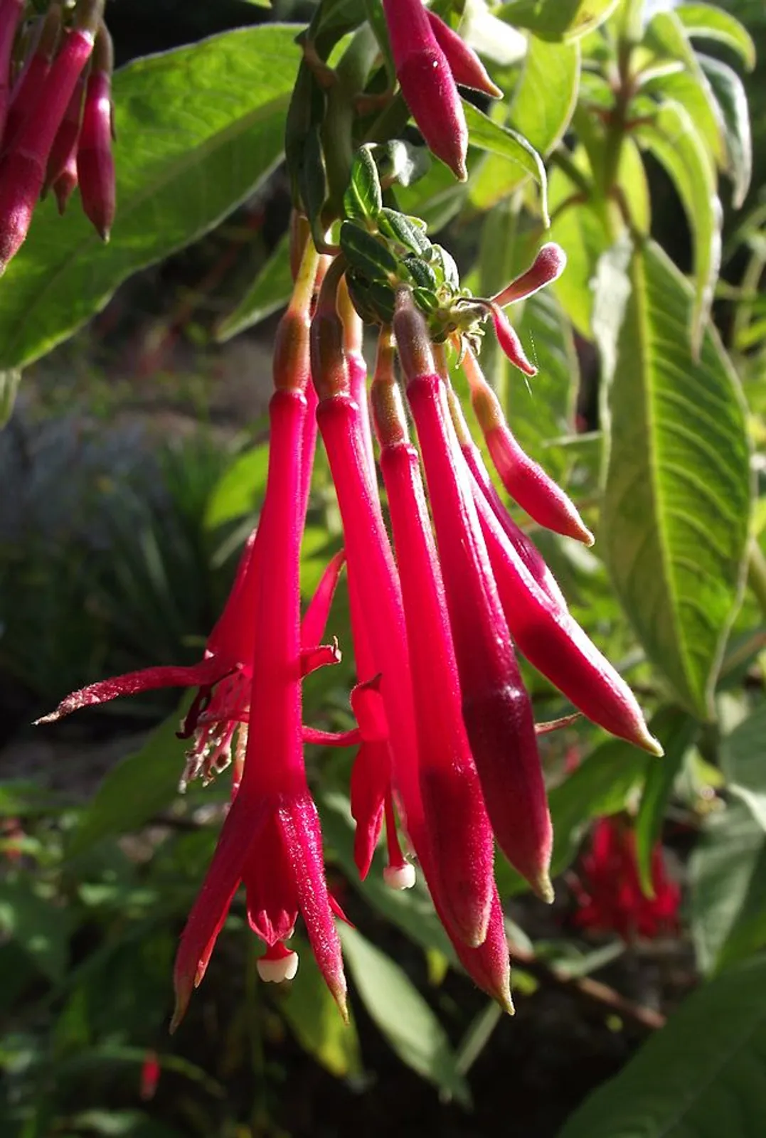 Fuchsia image 4