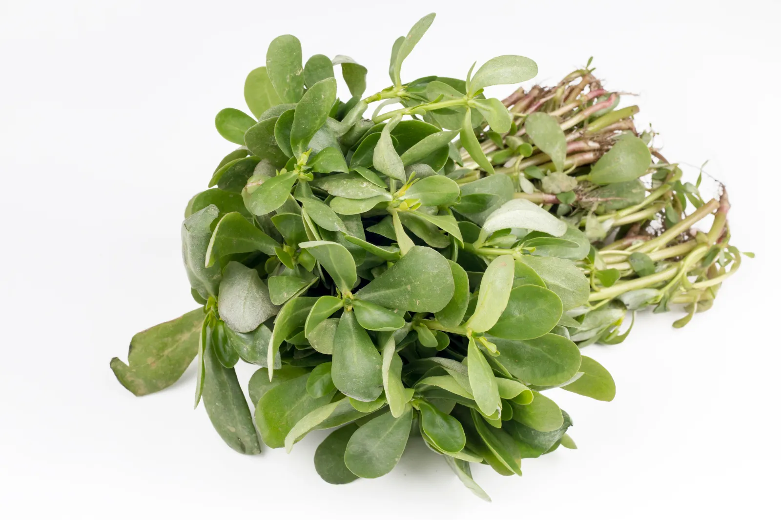 Purslane image 3
