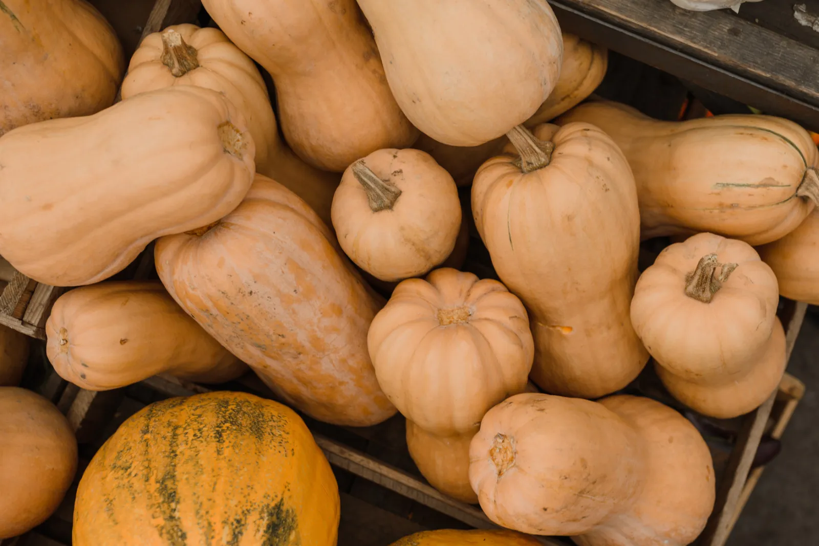 Winter, Butternut Squash Squash
