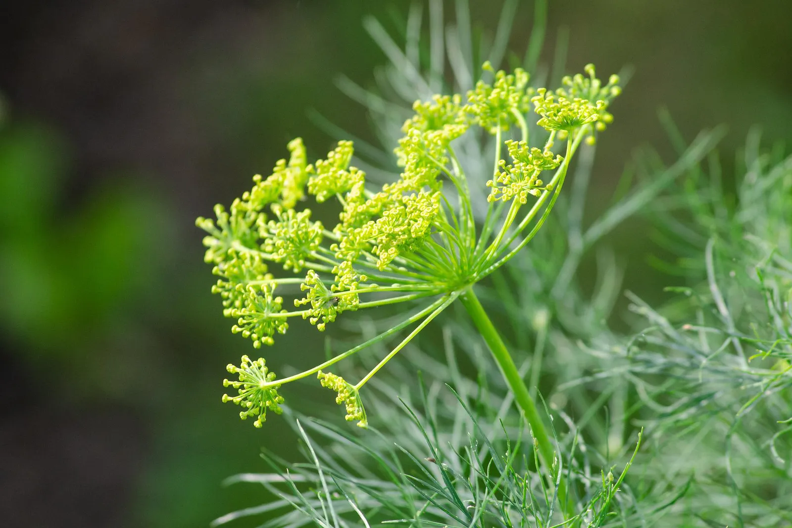 Dill image 3