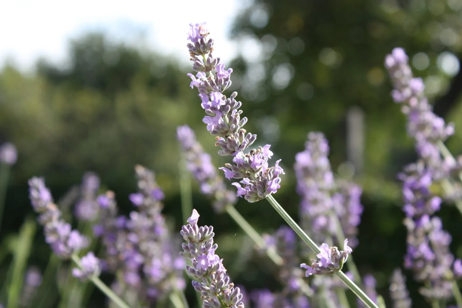 Lavender image 1