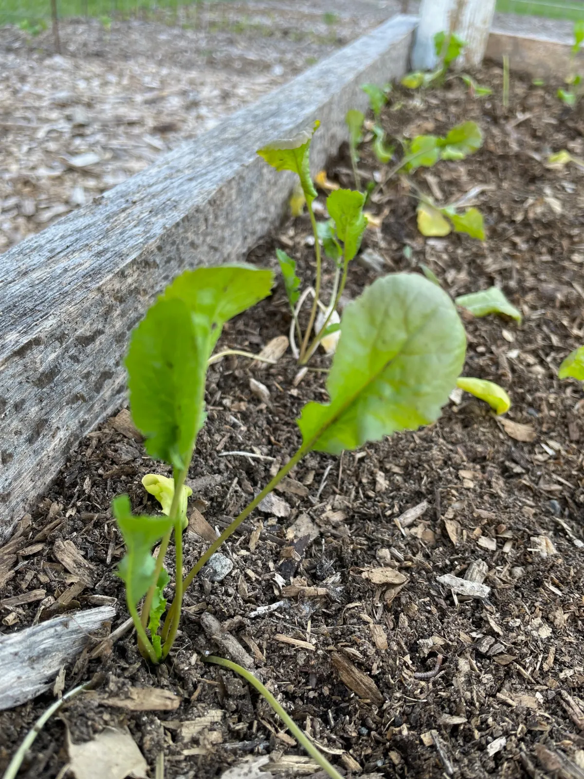 Persian Cress image 2