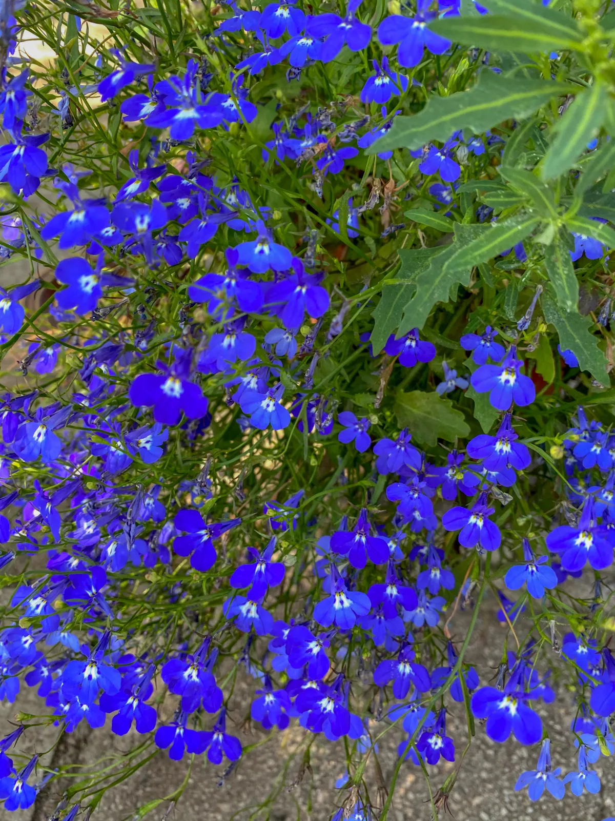 Lobelia image 1