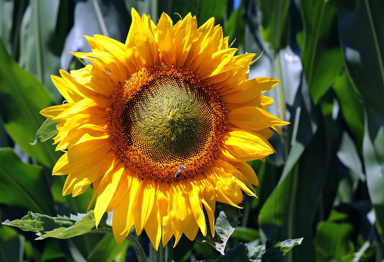 Snacker Sunflower