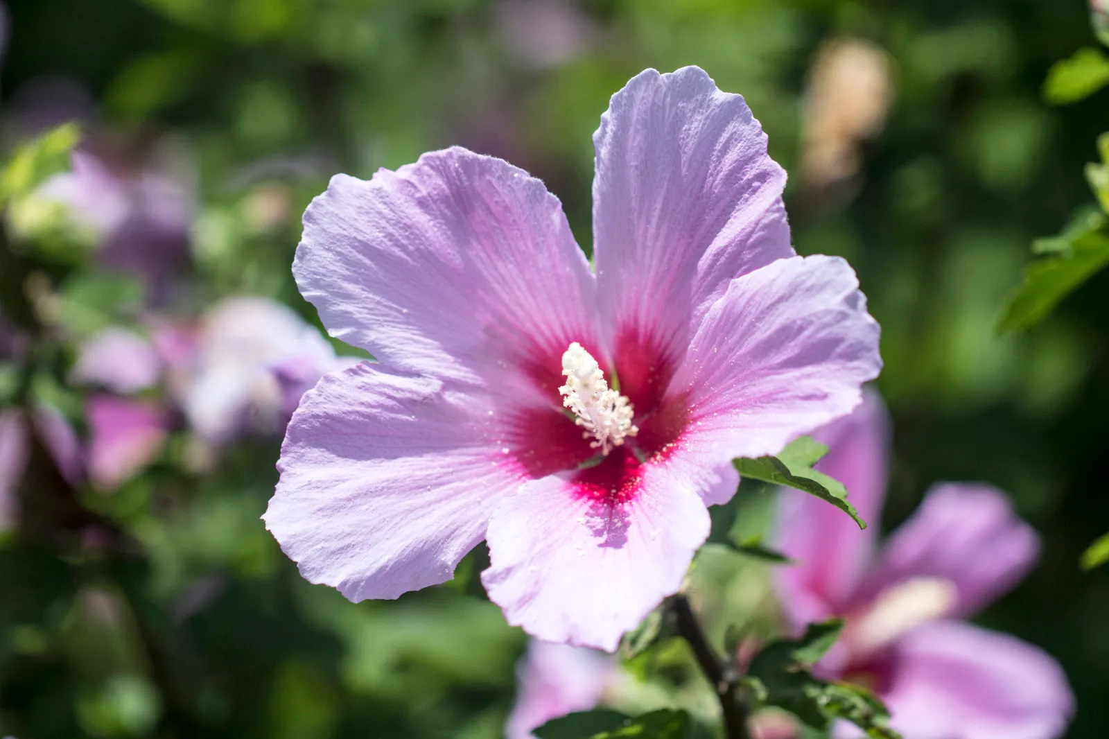 Hibiscus image 2