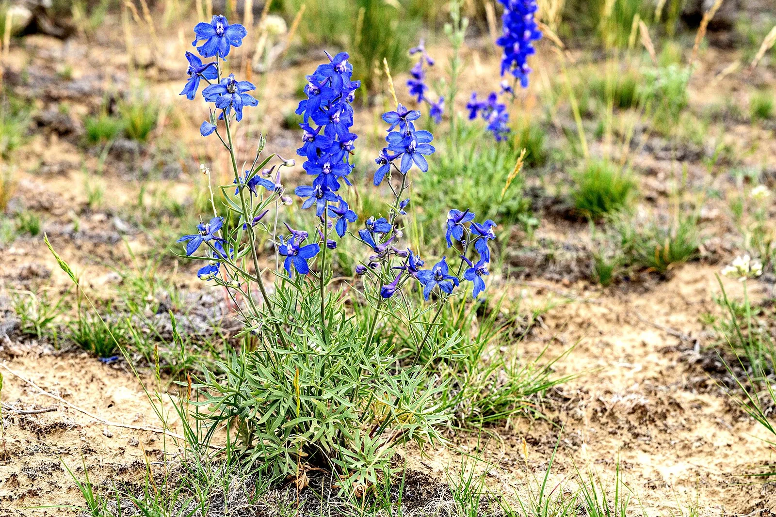 Larkspur image 3