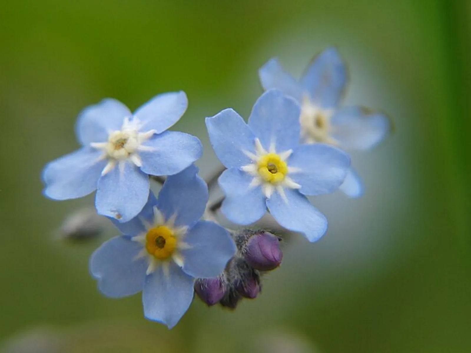Forget-Me-Not image 2