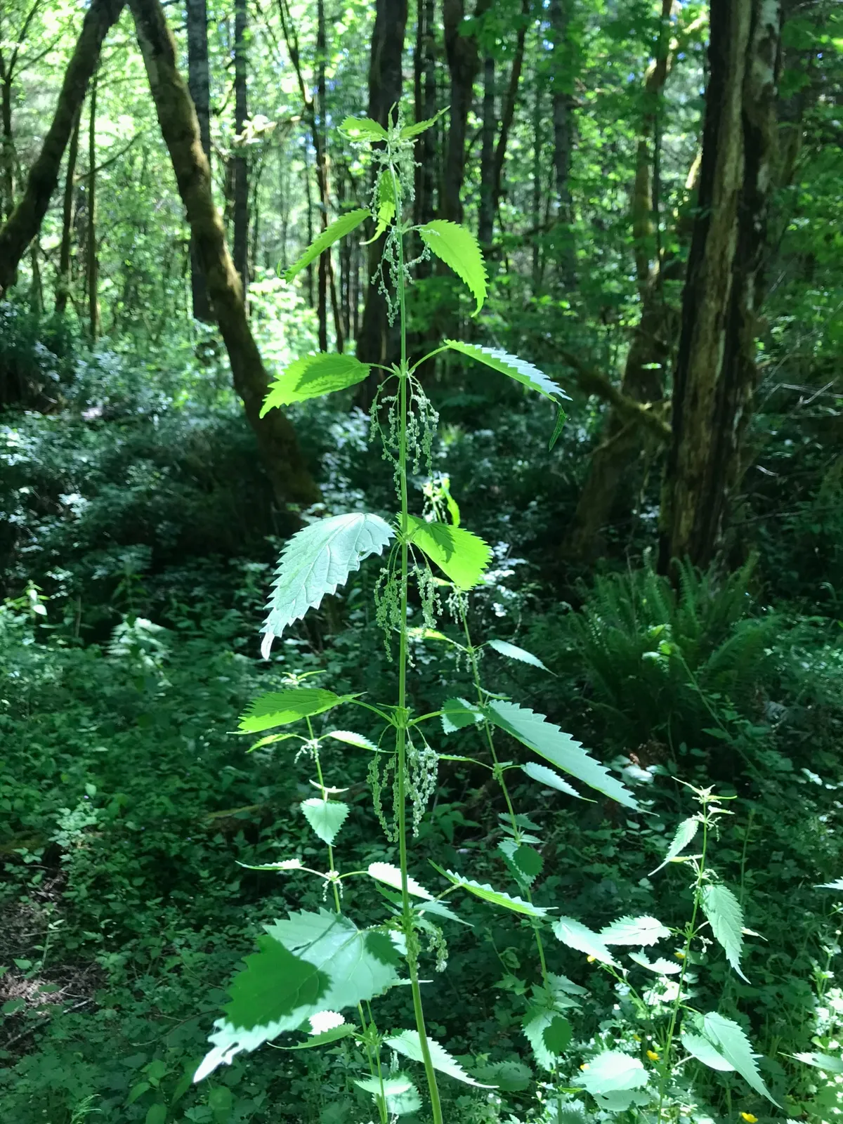 Stinging Nettle image 2