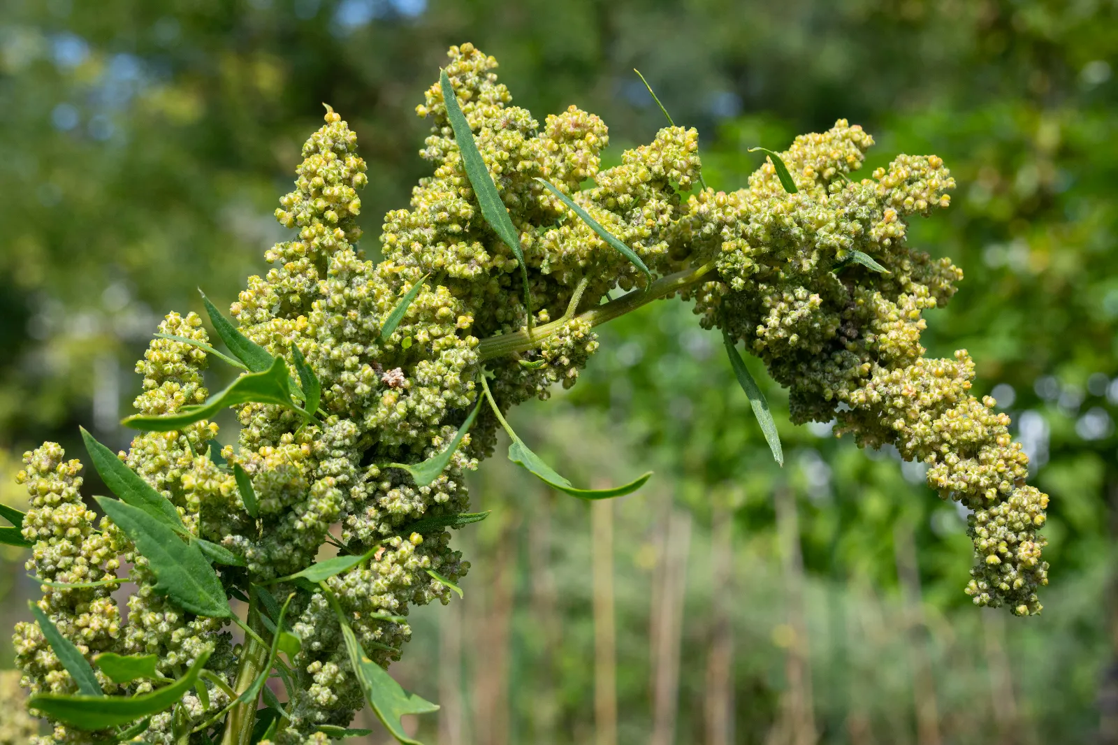 Quinoa image 1