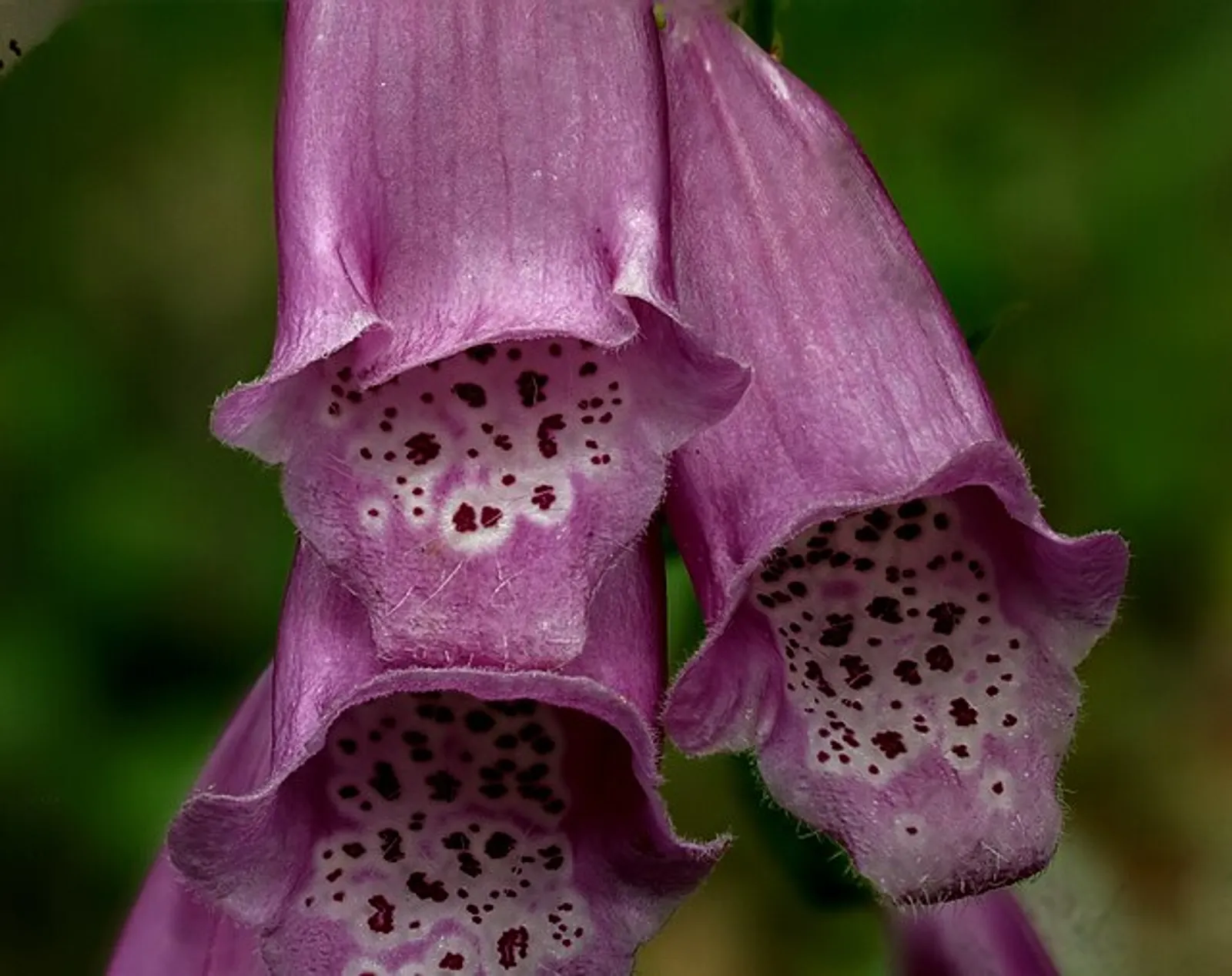 Foxglove image 1