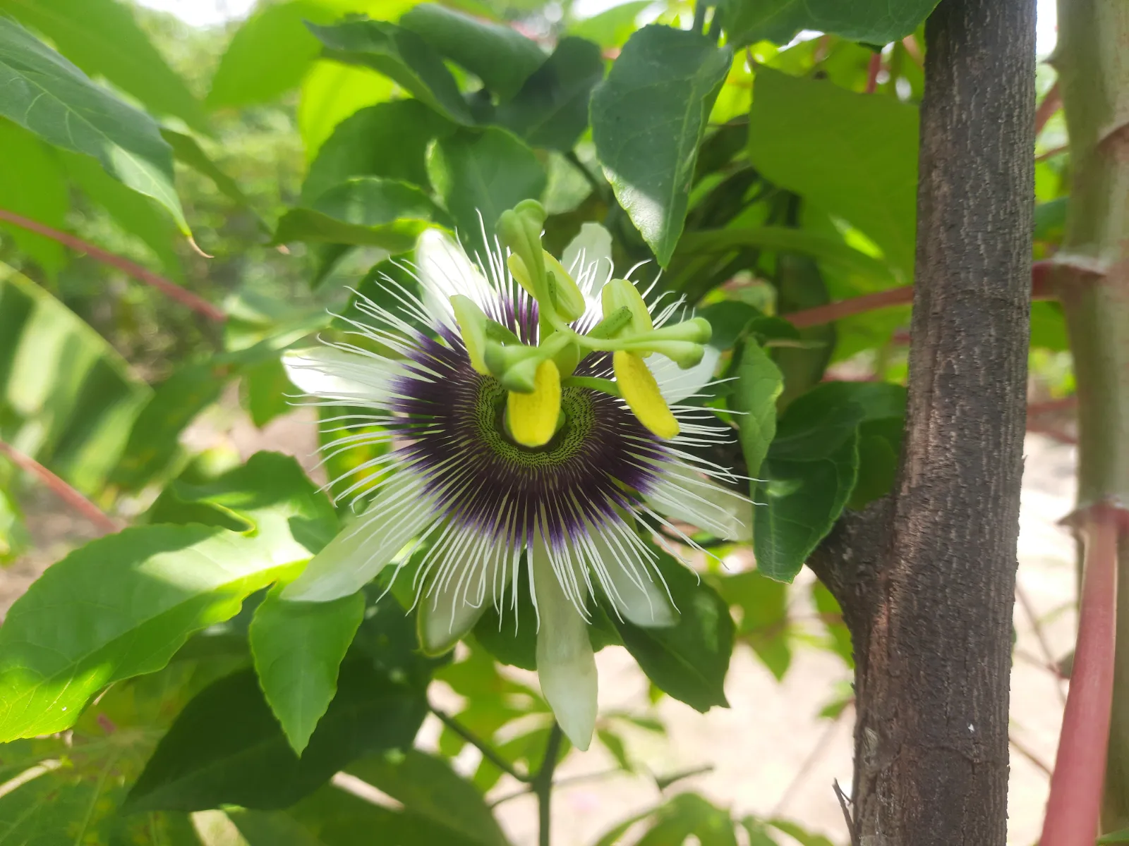 Passion Fruit image 1