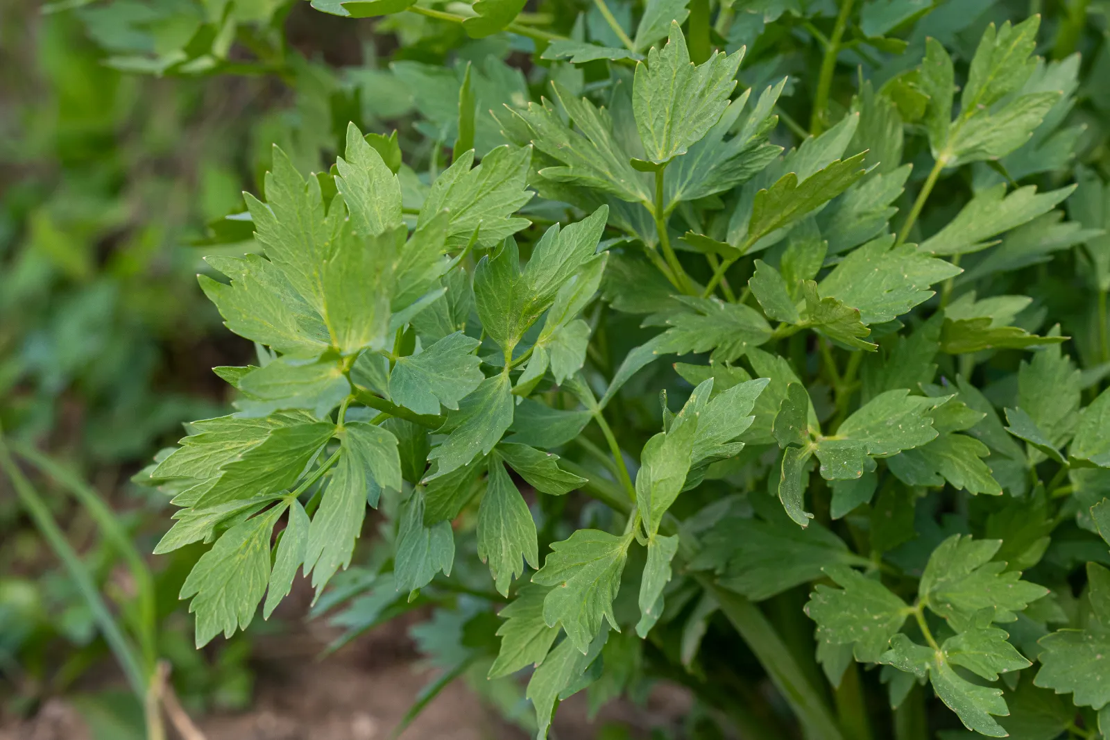 Lovage image 1
