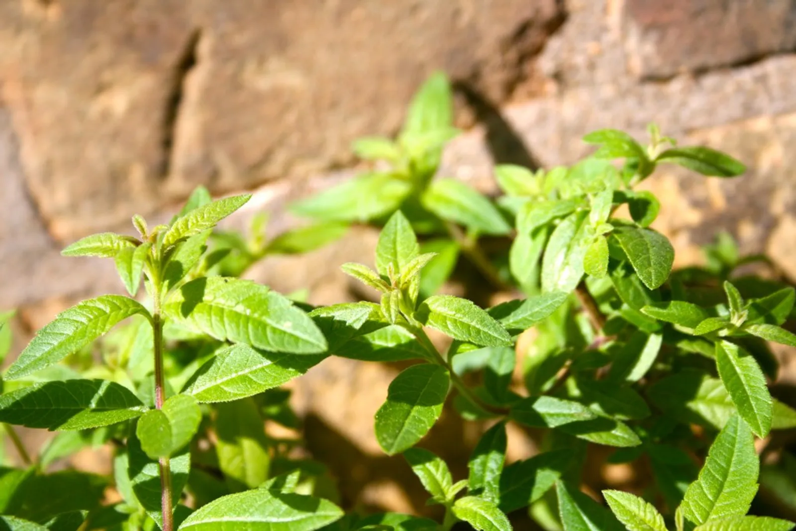Lemon Verbena image 1