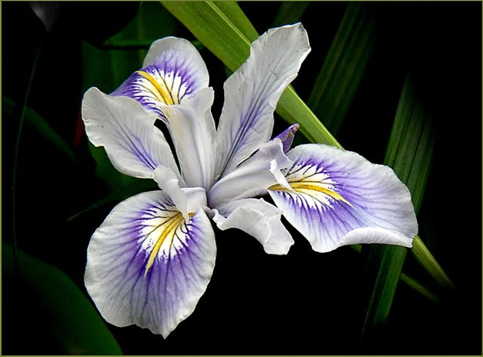 Iris image 3
