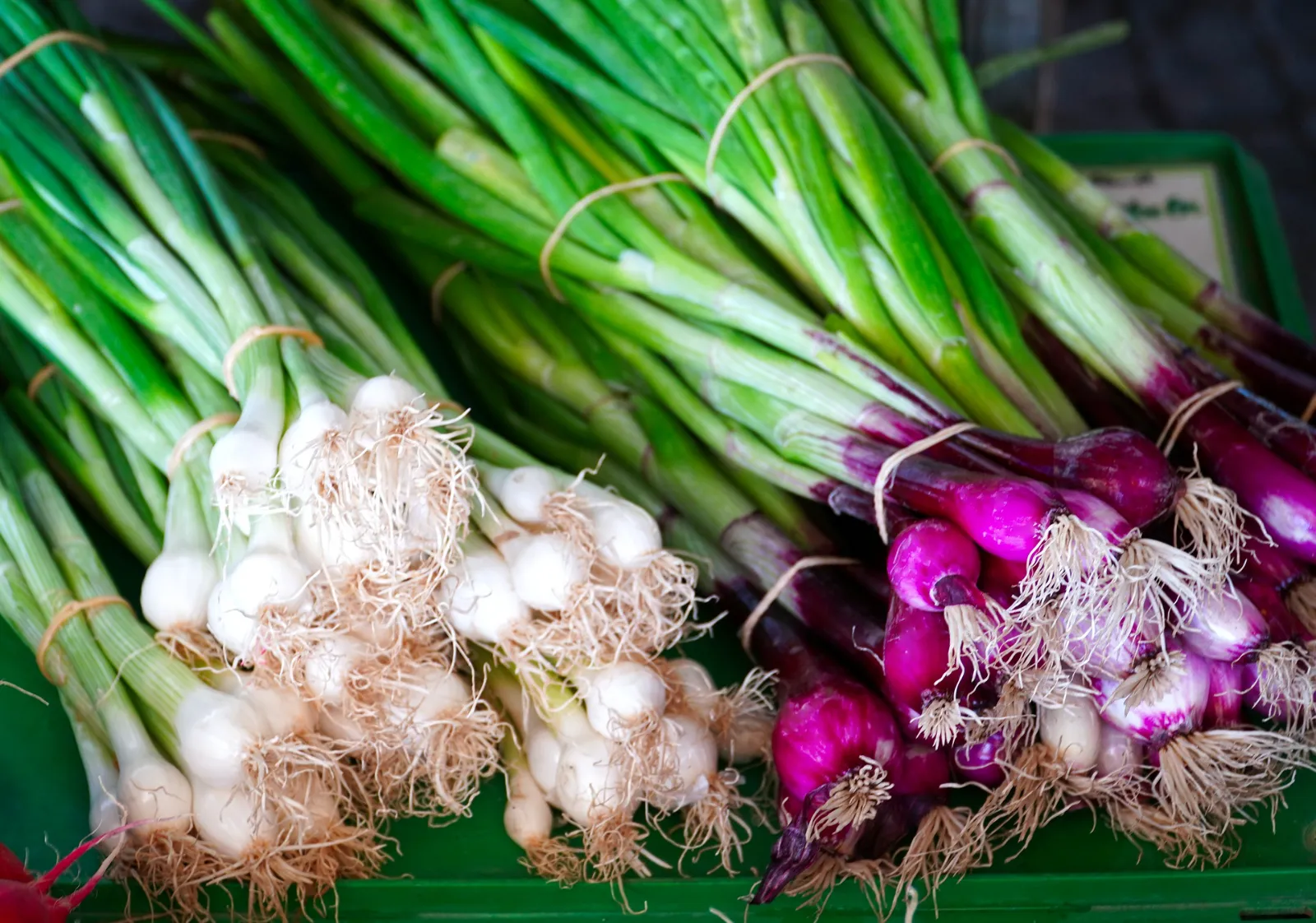 Spring Onion Onions
