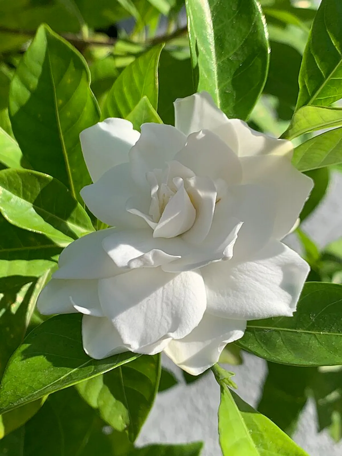 Frostproof (G. jasminoides)