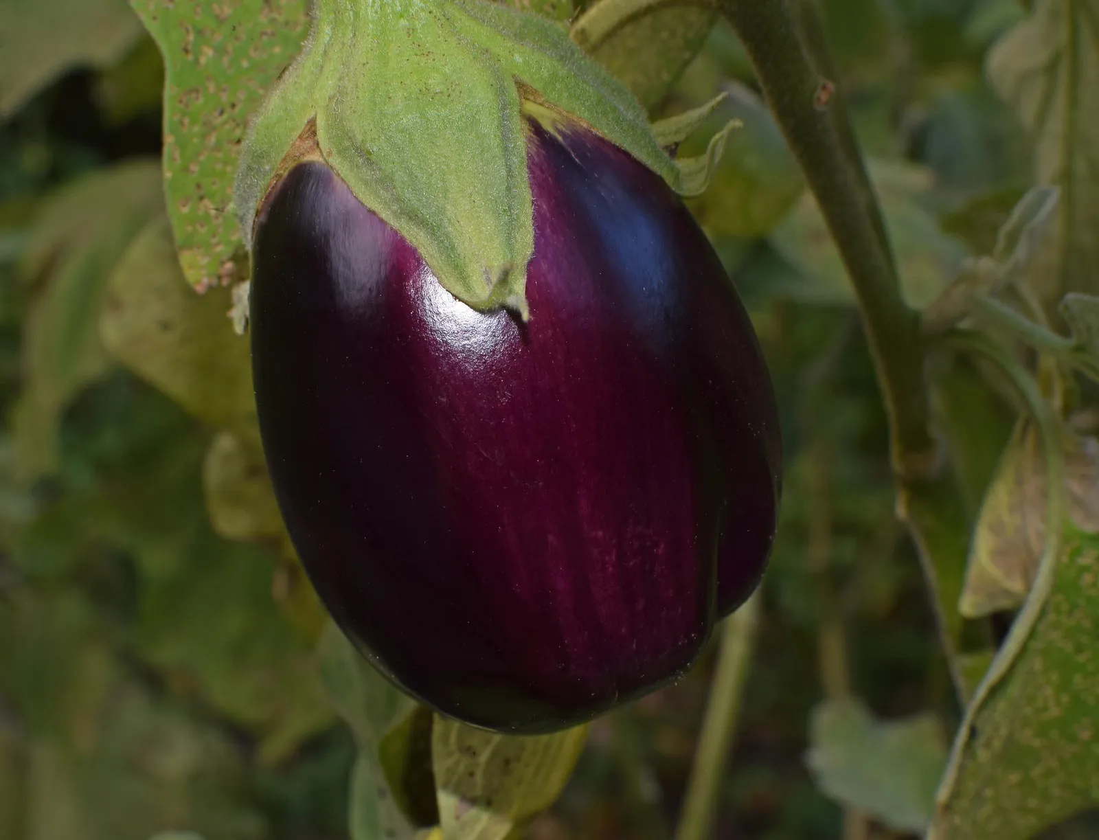 Eggplant image 1