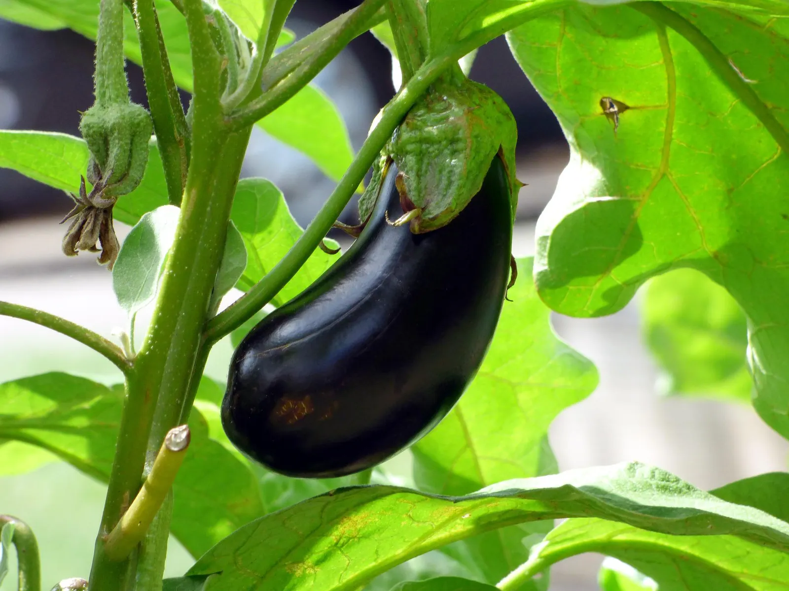 Eggplant image 2